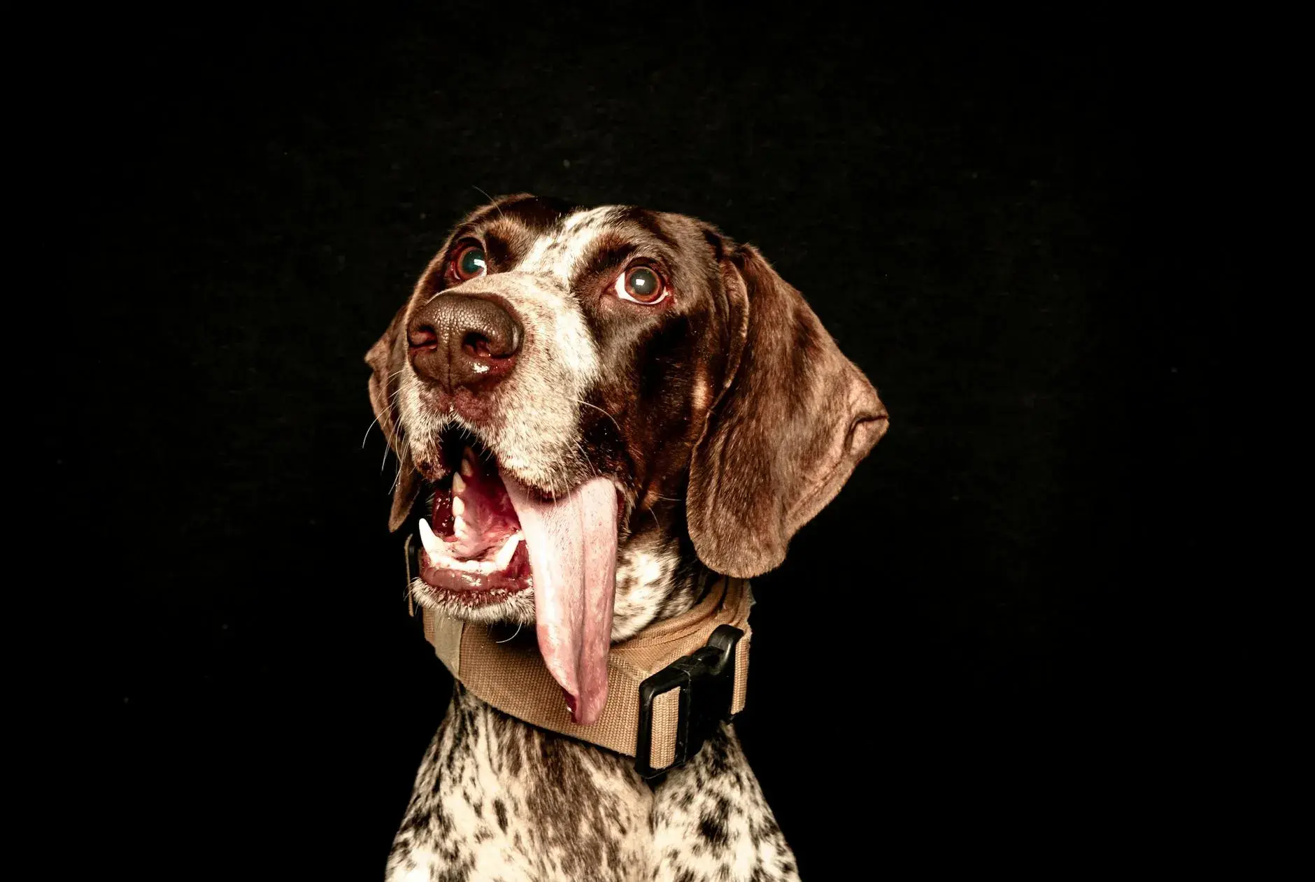 A captivating portrait of a German Shorthaired Pointer with its tongue out against a black background.