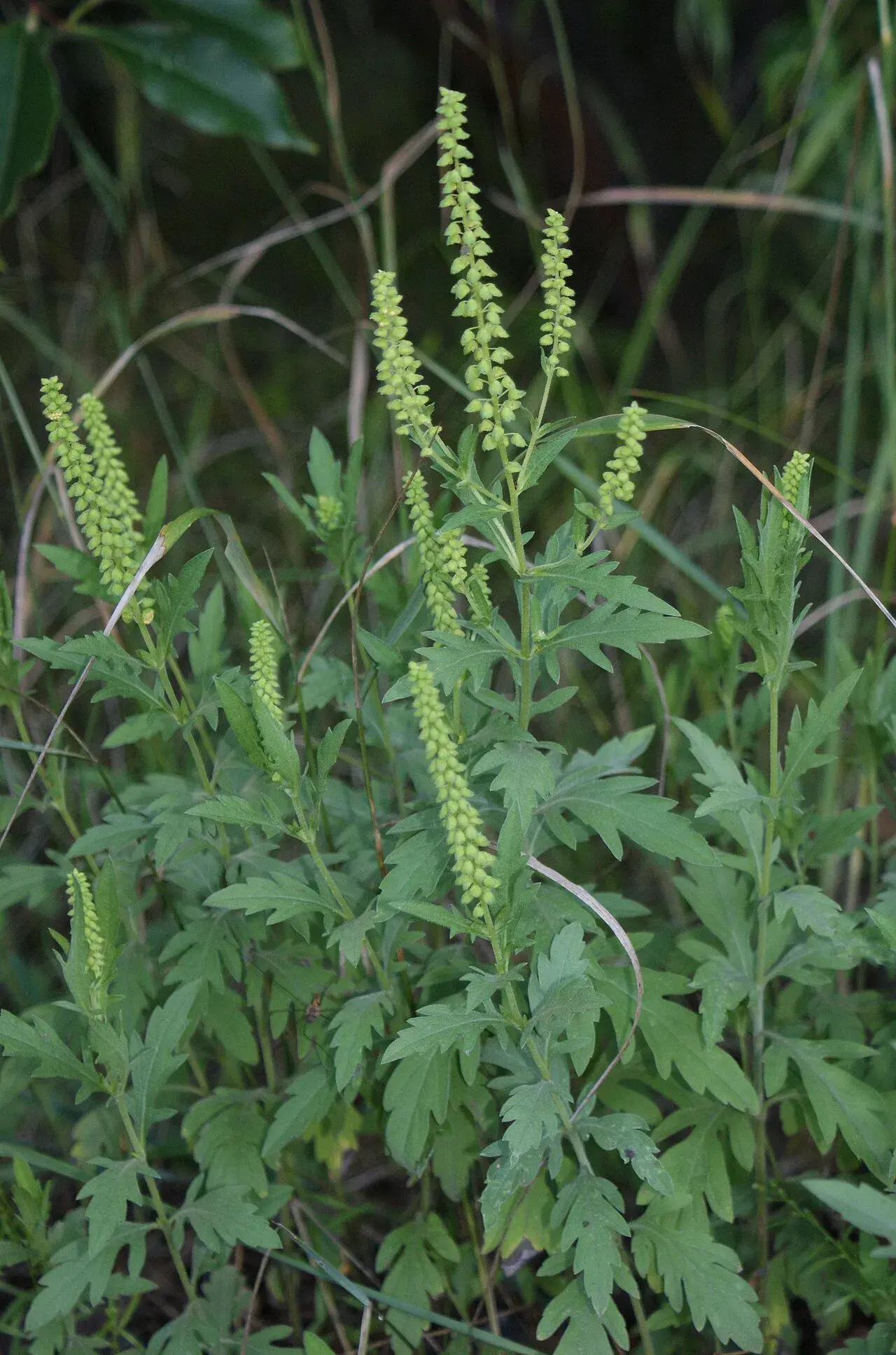 Ambrosia psilostachya ses her i Szczecin Dąbie i Polen. Billedet fremhæver plantens karakteristiske blomsterstand.