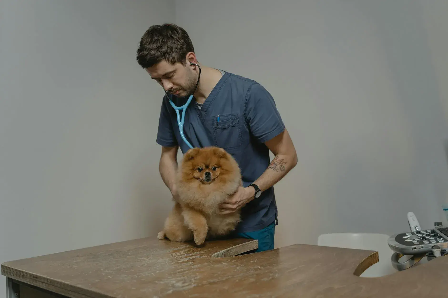 En dyrlæge tjekker en pomeranian ved hjælp af et stetoskop i en klinik. Fokus er på den professionelle undersøgelse og dyrets trygge situation.
