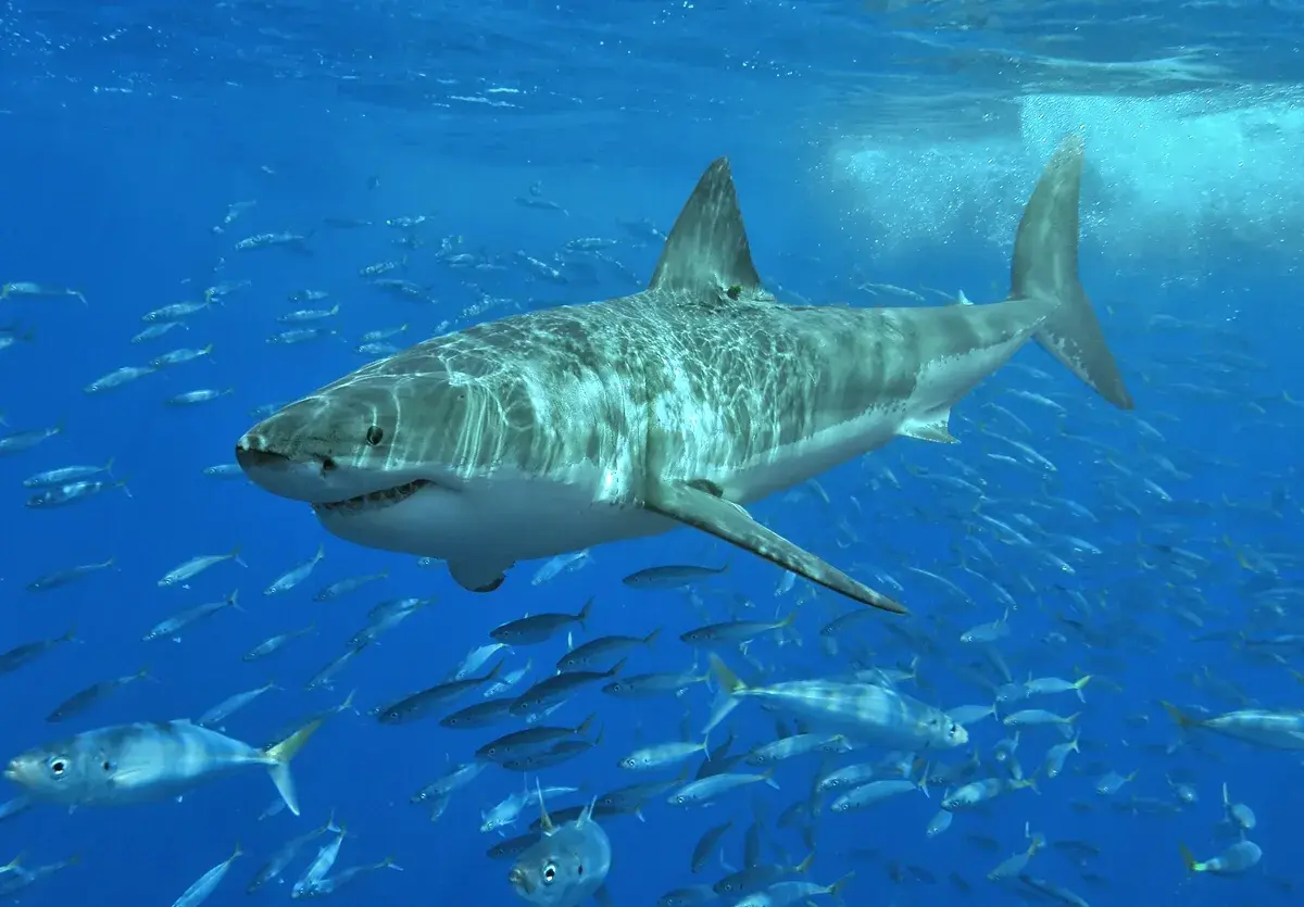 En stor hvidhaj ses i naturligt lys ved Isla Guadalupe, Mexico. Billedet er taget i havet og viser hajen tæt på overfladen.