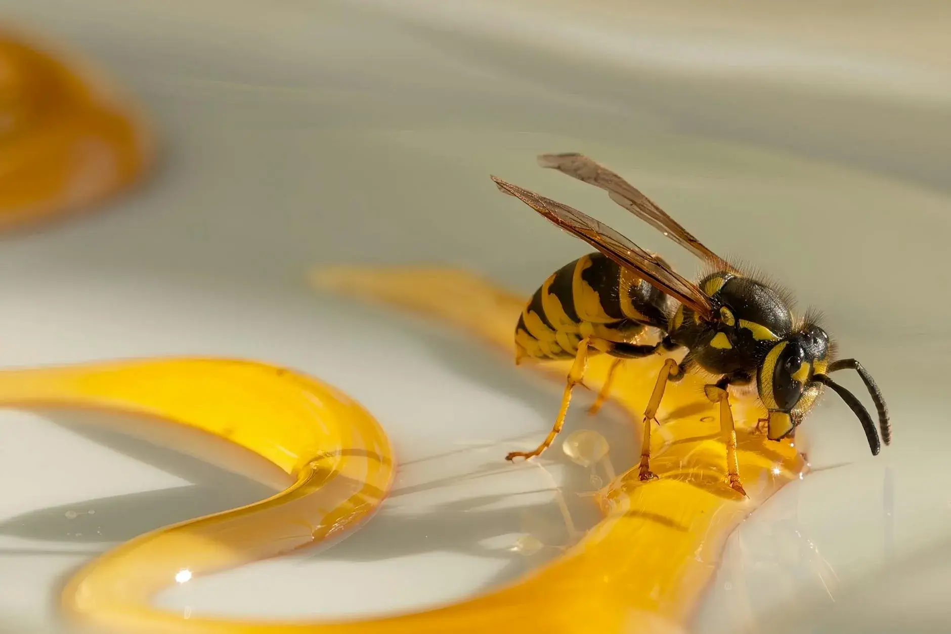 Et tæt makrobillede af en almindelig hveps (Vespula vulgaris) på en blank honningoverflade. Hvepsens detaljer og tekstur fremstår skarpt mod den glinsende baggrund.