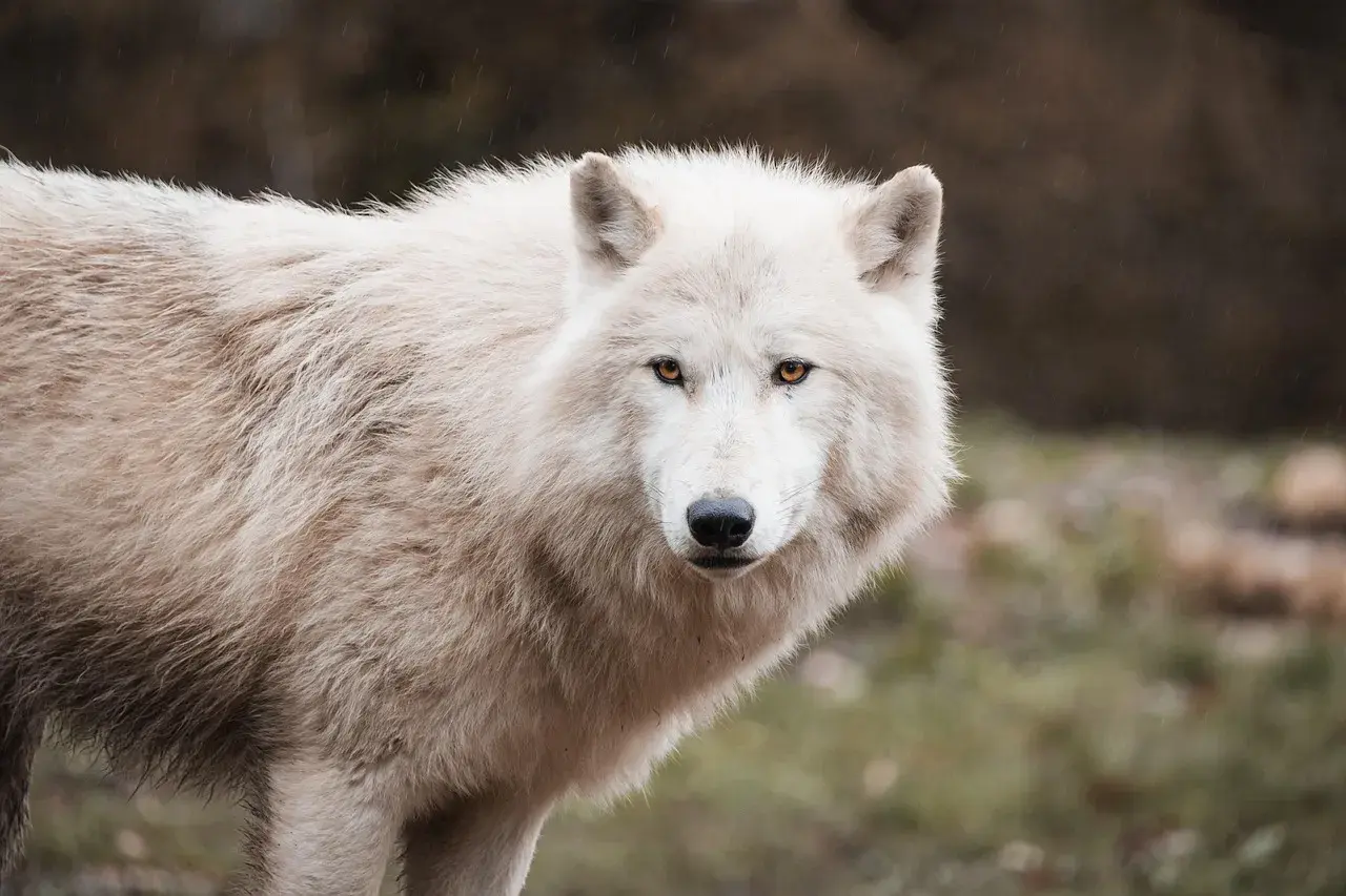 En arktisk ulv i sin naturlige habitat, omgivet af sne og is. Ulven er en majestætisk og frygtindgydende predator.