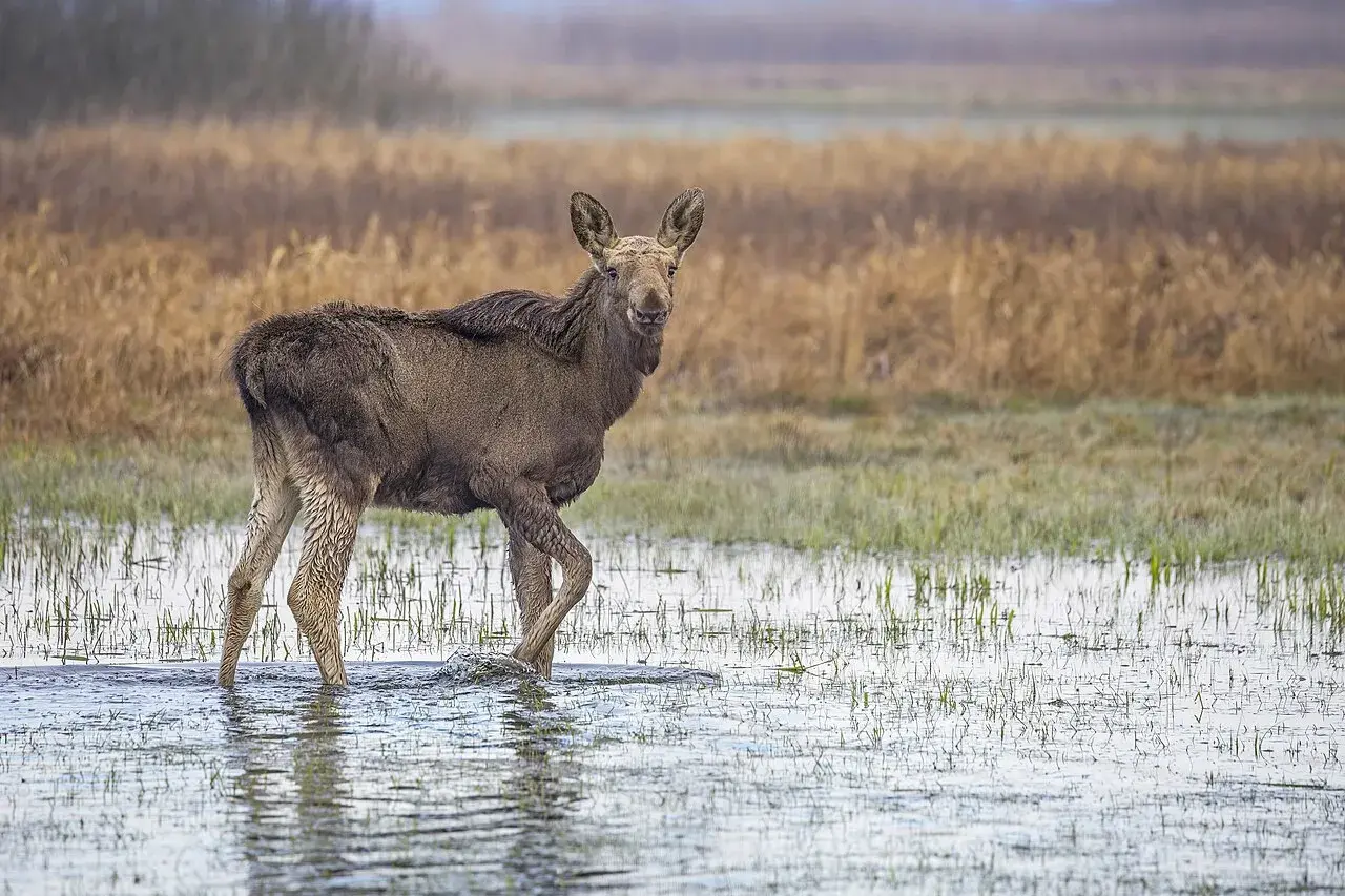 En elgkalv (Alces alces) i Biebrzański Park Narodowy i Polen. Billedet viser dyret i naturlige omgivelser.