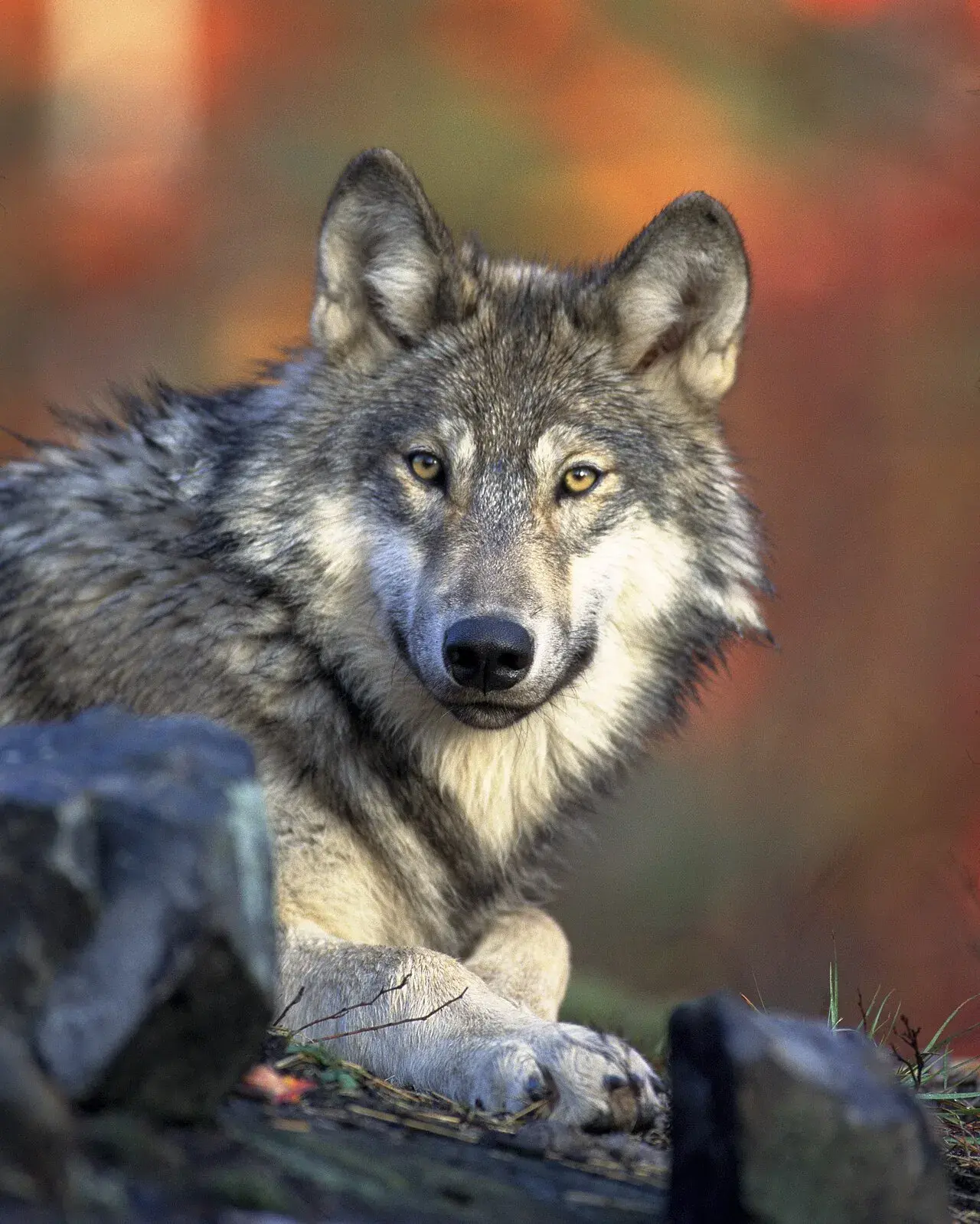 Et portræt af en grå ulv i hvile. Billedet viser ulvens ansigt og kropsholdning tydeligt.