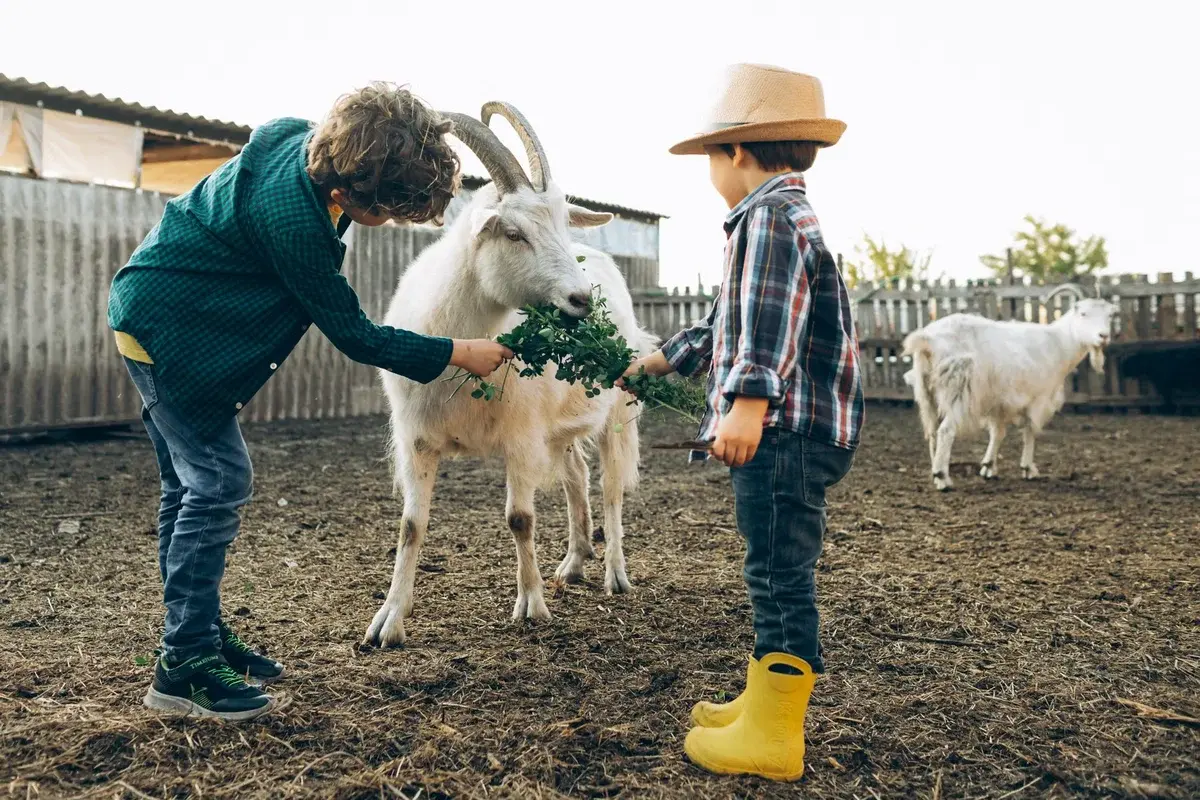 Two children feeding a white goat on a farm