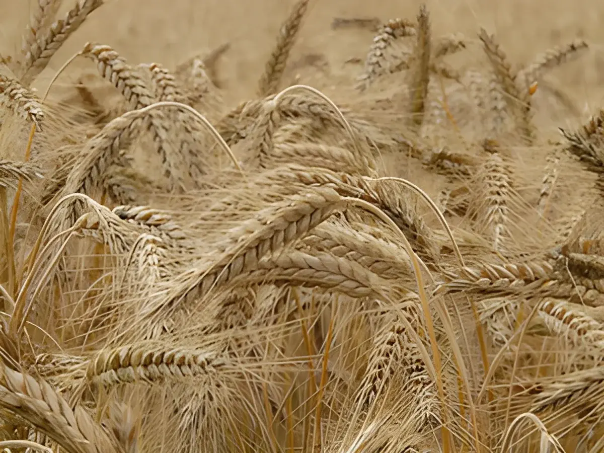 close-up of golden wheat heads