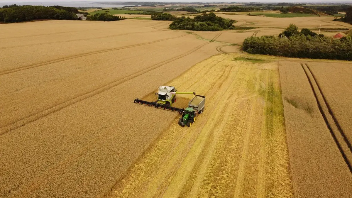 Aerial view of a combine harvester and tractor harvesting wheat in a field.
