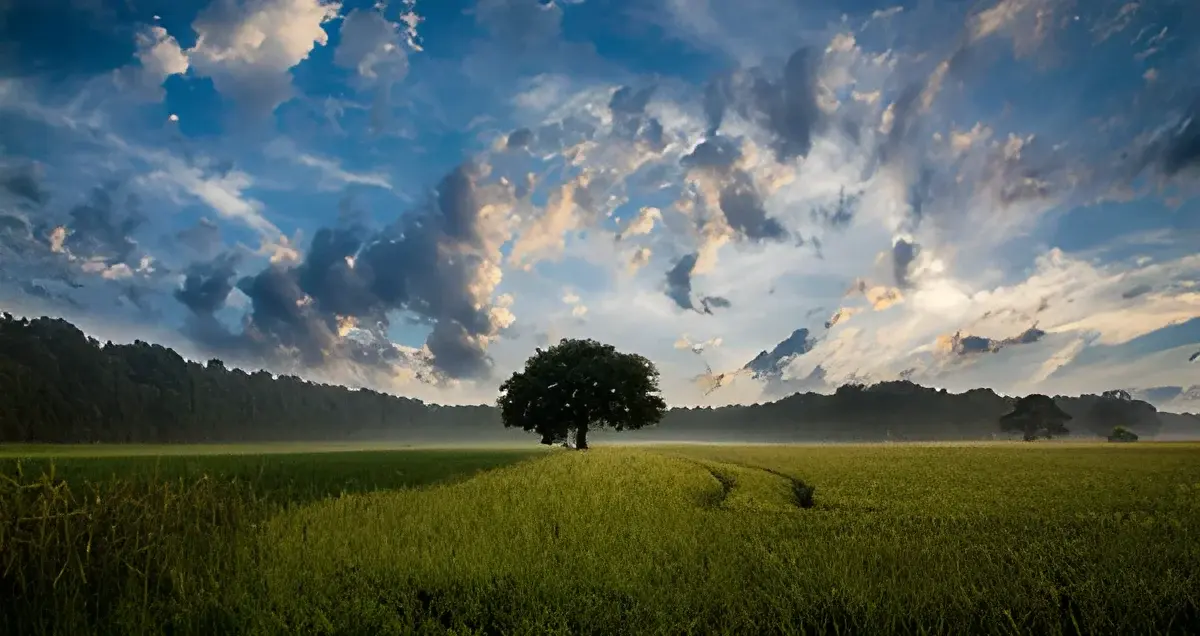 A single tree in a rural field with dramatic cloudy sky