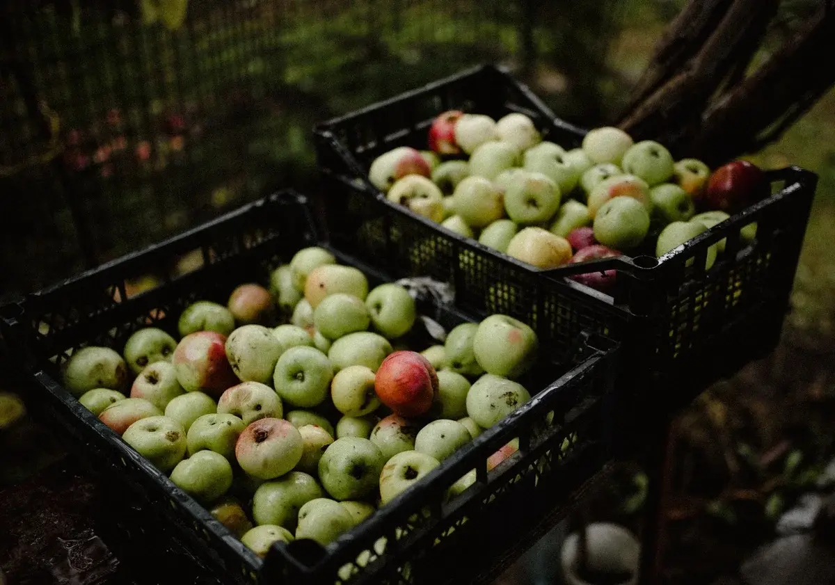 Black crates filled with freshly picked apples outdoors.