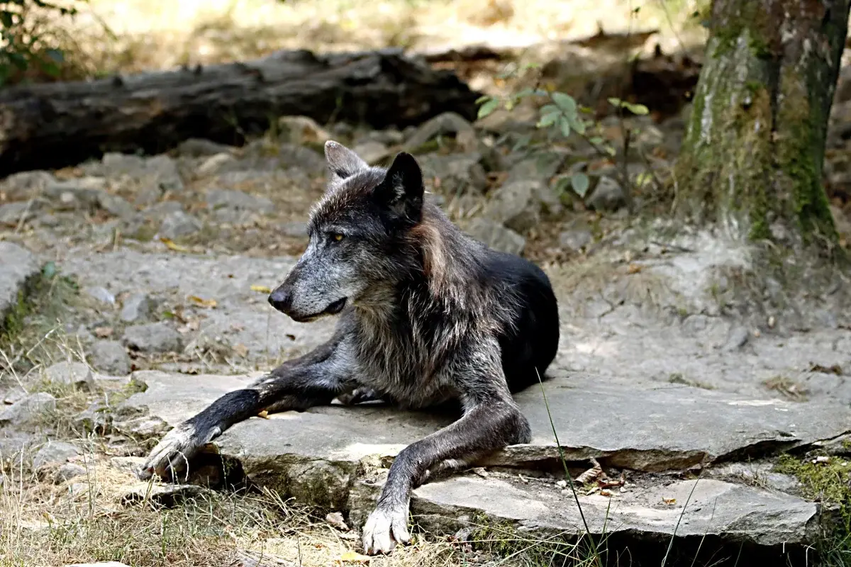 black wolf resting on rock