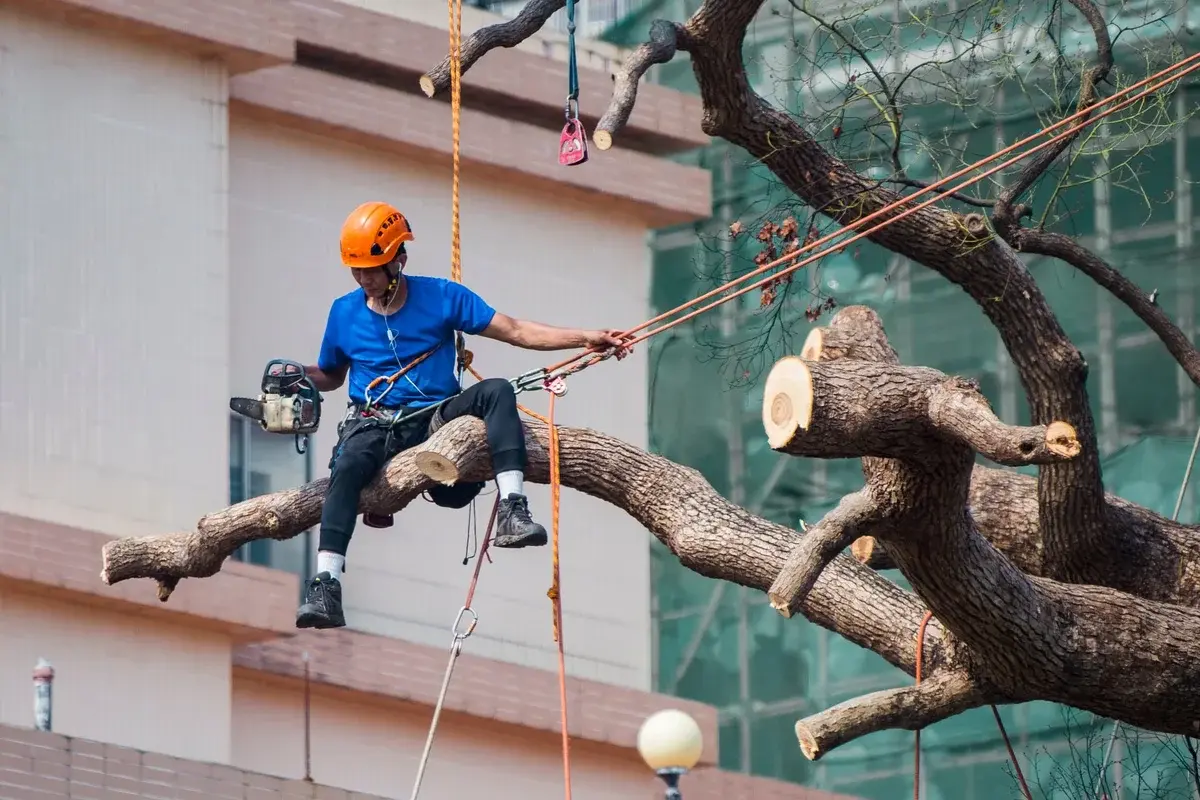 Arborist pruning a large tree with a chainsaw while suspended by ropes