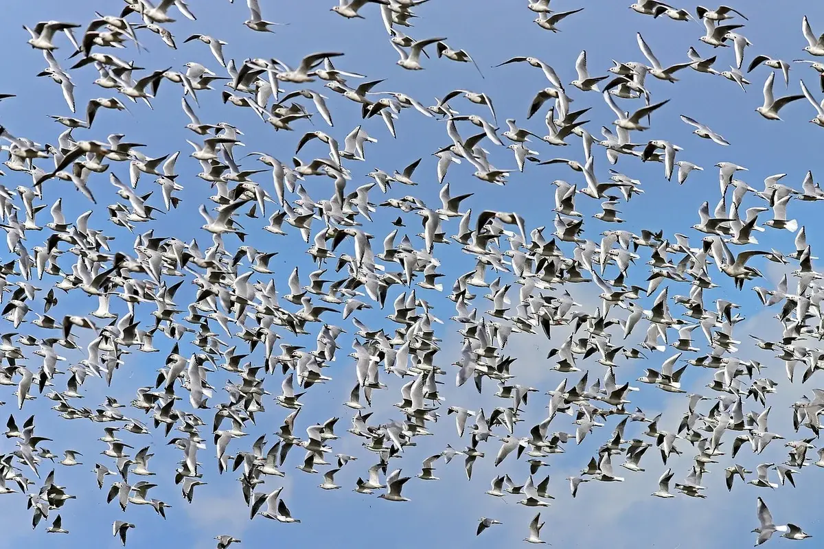 Large flock of seabirds flying in the sky