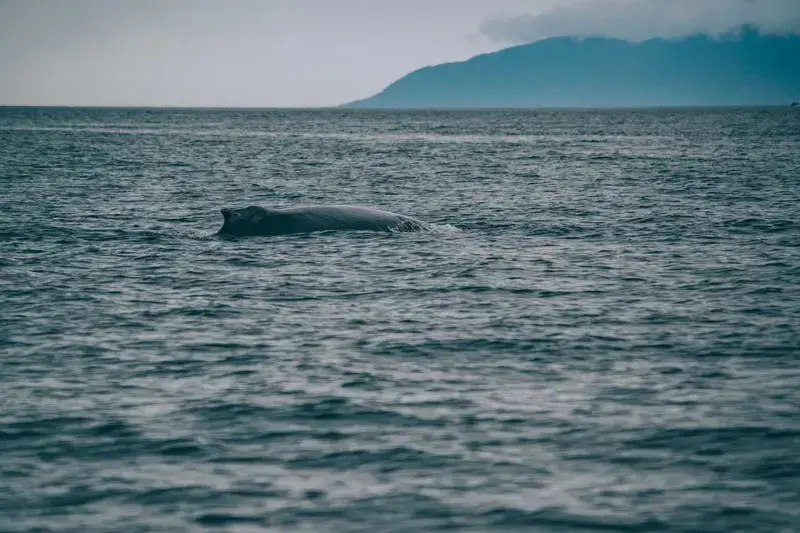 Whale near ocean surface with mountains in background