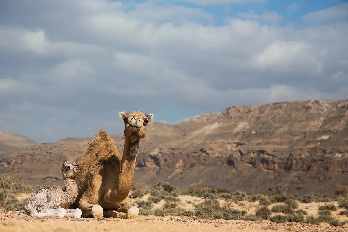 En kvinde-camel med sin kalv i Yemen