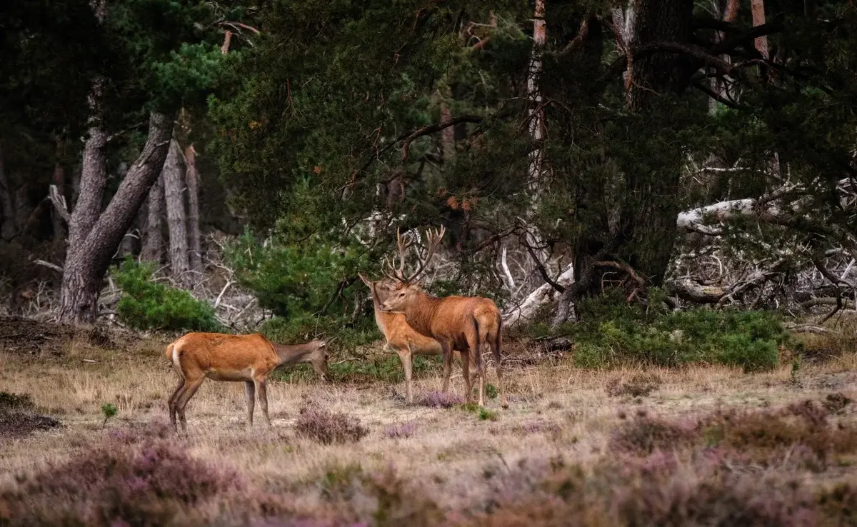 Two red deer standing in a forest