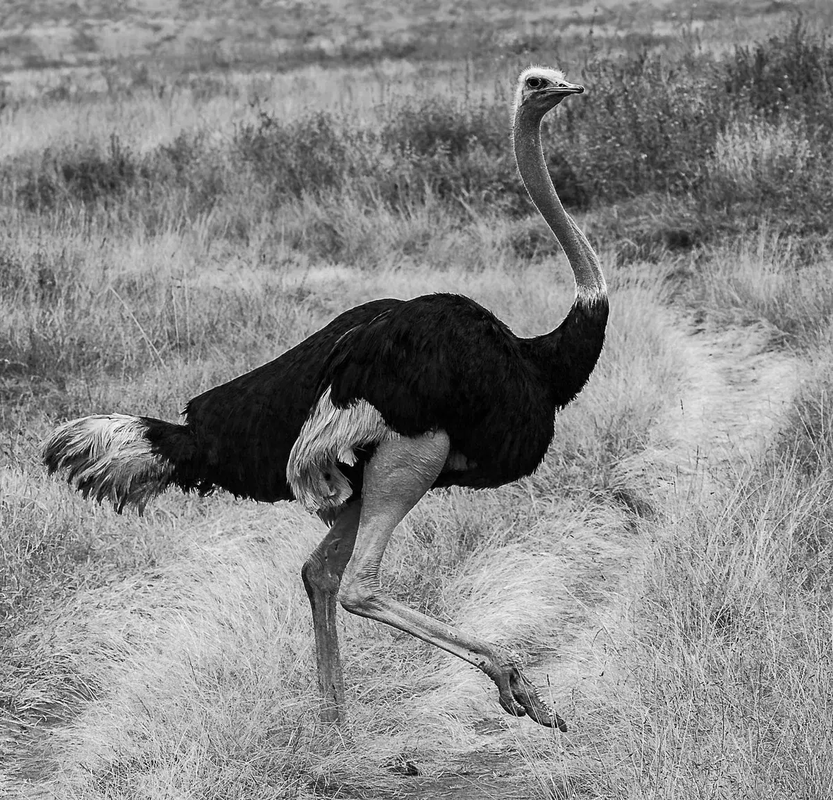 Black-and-white ostrich walking through grass