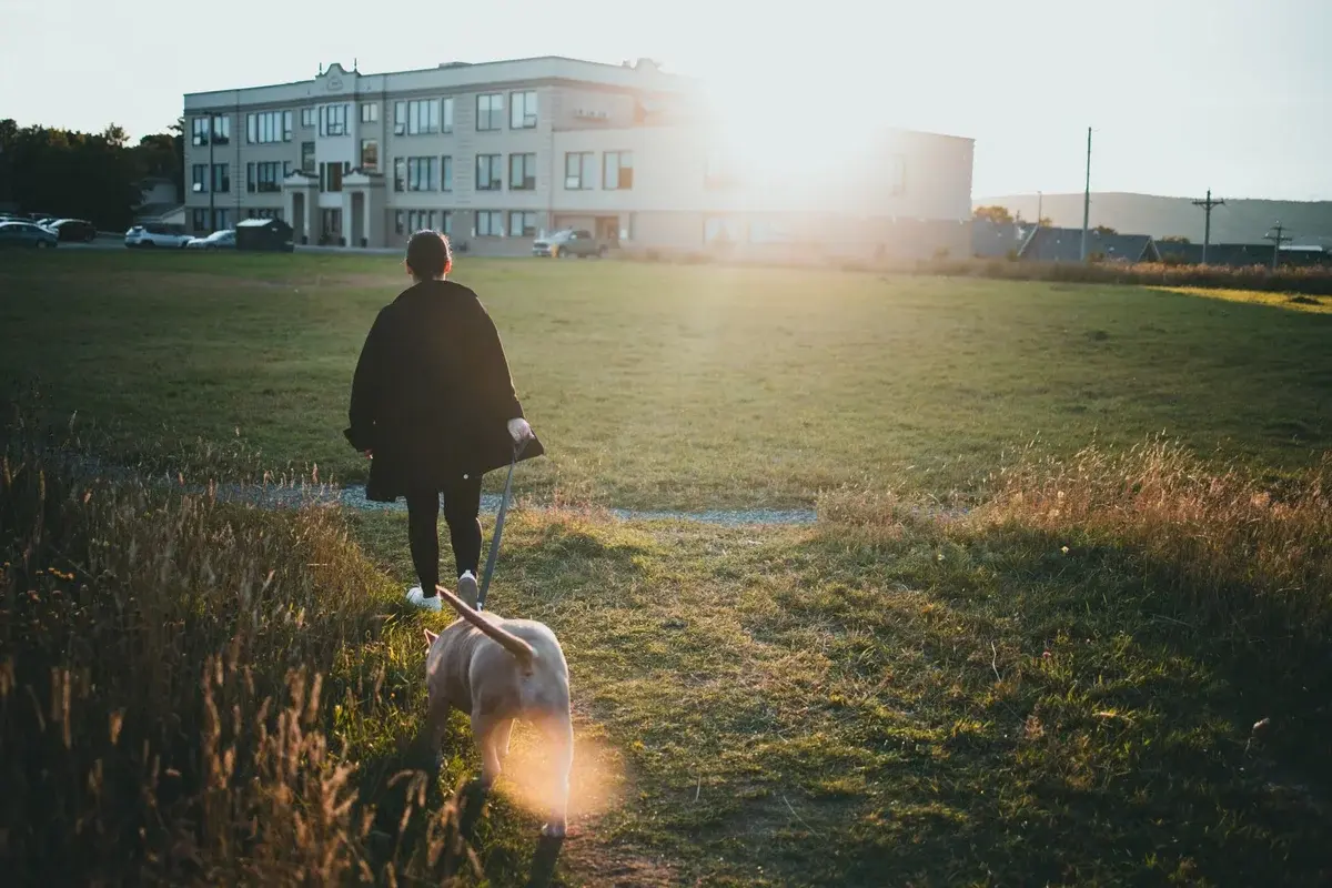 A person walking a dog in a sunny park at sunset.