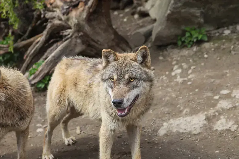 Wolf standing on rocky ground