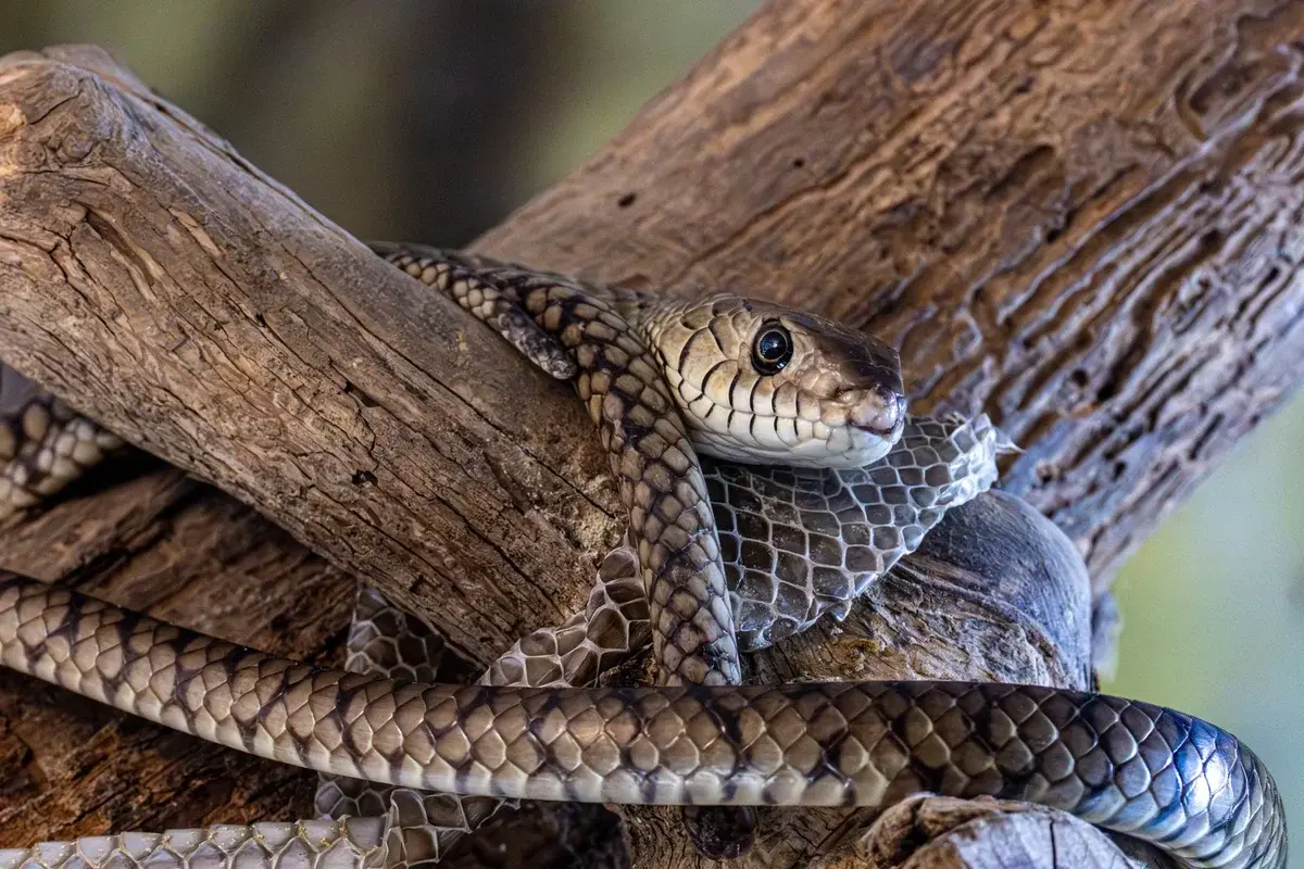Close-up of a snake shedding its skin while coiled around a branch.