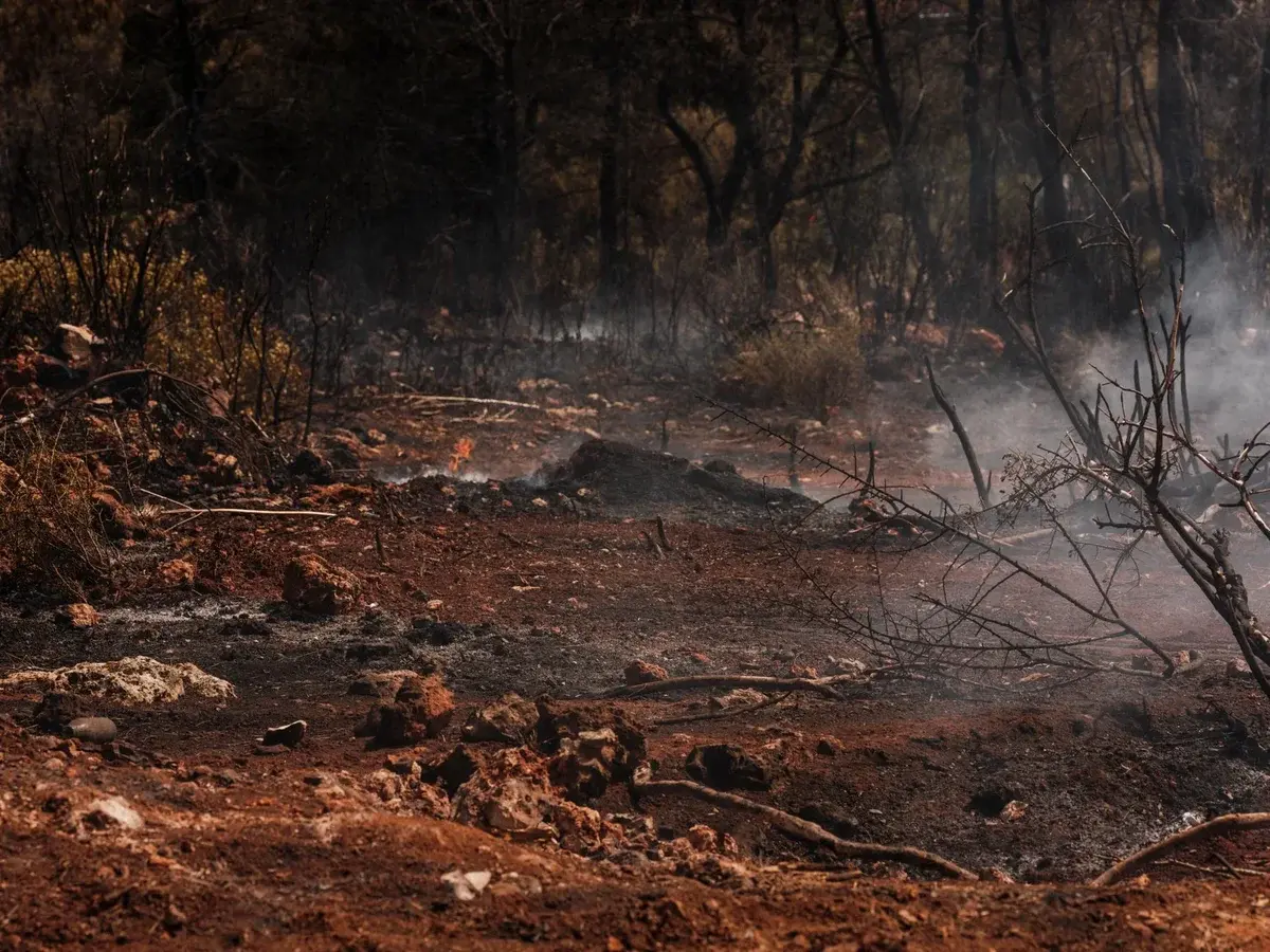 Charred forest ground and blackened trees with smoke after a wildfire.